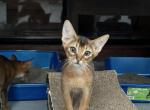 Babies available - Abyssinian Kitten For Sale - New York, NY, US