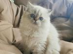 Winnie - Scottish Straight Kitten For Sale - Cherkasy, Cherkasy Oblast, UA