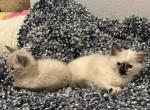 Ragamuffin - Ragamuffin Kitten For Sale - 