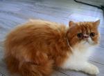 CFA Red bicolor male persian kitten - Persian Kitten For Sale - Woodburn, IN, US