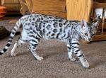 Silver female - Bengal Kitten For Sale - 