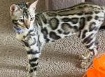 Female  Brown Bengal - Bengal Kitten For Sale - 