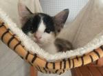 Lilly - Domestic Kitten For Sale - Farmington, CT, US