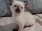 Syrup - Siamese Kitten For Sale - Las Vegas, NV, US