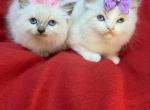 Ragdoll - Ragdoll Kitten For Sale - Barberton, OH, US