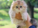 Halva - British Shorthair Kitten For Sale - Minneapolis, MN, US