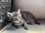 Beautiful Kittens - American Shorthair Kitten For Sale - 