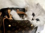 Powderpuff Persians - Persian Kitten For Sale - Orleans, IN, US