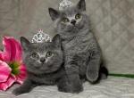 Girl Scouts - British Shorthair Kitten For Sale - 