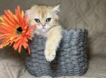 Golden Empire - British Shorthair Kitten For Sale - 