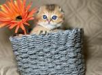 Scottish folds - Scottish Fold Kitten For Sale - 