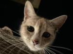 Elvis Parsley - Domestic Cat For Adoption - 