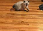 Misty - Siamese Kitten For Sale - Owings Mills, MD, US