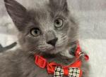 Nola - Siberian Kitten For Sale - 