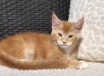 Kriss - Maine Coon Kitten For Sale - Hollywood, FL, US