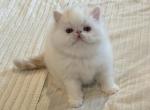 Perris and Black Jax - Persian Kitten For Sale - Peoria, AZ, US