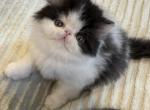 Perris and Black Jax - Persian Kitten For Sale - Peoria, AZ, US