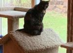 Nora - Domestic Cat For Adoption - 