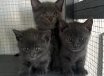 Russian Blue kittens - Russian Blue Kitten For Sale - Chariton, IA, US