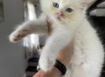 Tica fawn male - Ragdoll Kitten For Sale - Butler, PA, US