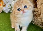 Lily - Scottish Fold Kitten For Sale - 