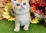 Beautiful - Scottish Straight Kitten For Sale - 