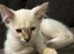 Chocolate Lynx Male    Siver Collar - Siamese Kitten For Sale - 