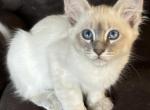 Blue Lynx Female  Pink Collar - Balinese Kitten For Sale - Plainville, CT, US