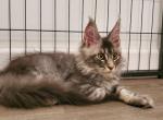 The litter  Z - Maine Coon Kitten For Sale - Hollywood, FL, US