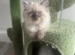 lily - Himalayan Kitten For Sale - 