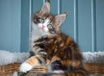 Jolly - Maine Coon Kitten For Sale - Hollywood, FL, US