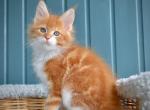 Jazz - Maine Coon Kitten For Sale - Miami, FL, US