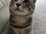 Roscoe - American Shorthair Cat For Sale - MD, US