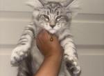 Maine coons - Maine Coon Kitten For Sale - 