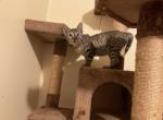 Mia - Bengal Kitten For Sale - Nottingham, MD, US