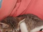 Snow - Domestic Kitten For Sale - Lithonia, GA, US