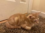 Caramel - Bengal Kitten For Sale - 