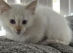 Chocolate Point Male    Green Collar - Balinese Kitten For Sale - 