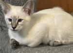 Seal Lynx Female   Yellow Collar - Siamese Kitten For Sale - 