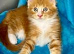 Puss in Boots - Maine Coon Kitten For Sale - Brooklyn, NY, US