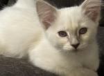 Lilac Point Female    White Collar - Balinese Kitten For Sale - Plainville, CT, US