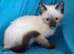 Louis - Siamese Kitten For Sale - Cheney, WA, US