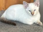 Seal Lynx Male    Dark Blue Collar - Siamese Kitten For Sale - Plainville, CT, US