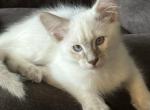 Lilac Point Male    Light Blue Collar - Balinese Kitten For Sale - Plainville, CT, US