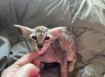 Extreme female - Oriental Kitten For Sale - Cassatt, SC, US