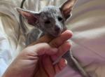 Blue 2 - Oriental Kitten For Sale - 