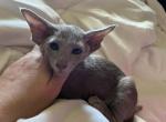 Blue1 - Oriental Kitten For Sale - 