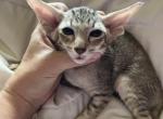 Male extreme - Oriental Kitten For Sale - Cassatt, SC, US