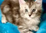 Grey - Maine Coon Kitten For Sale - Brooklyn, NY, US