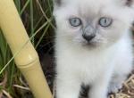 Princess - Scottish Straight Kitten For Sale - Chicago, IL, US